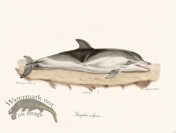 Cuvier 419 Dolphin Vulgar